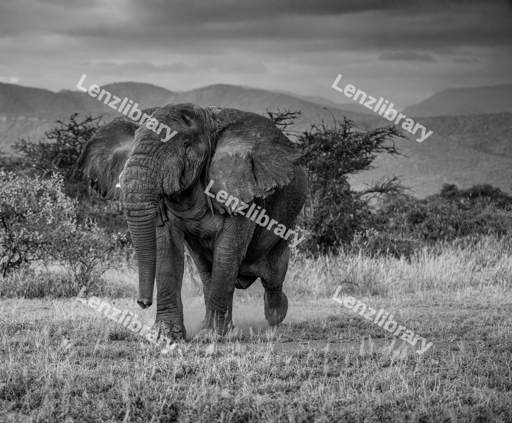 African Elephant